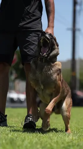 Guapo starting to show his age but still the best boy. 😃 #malinois • 📹 @Leslie 