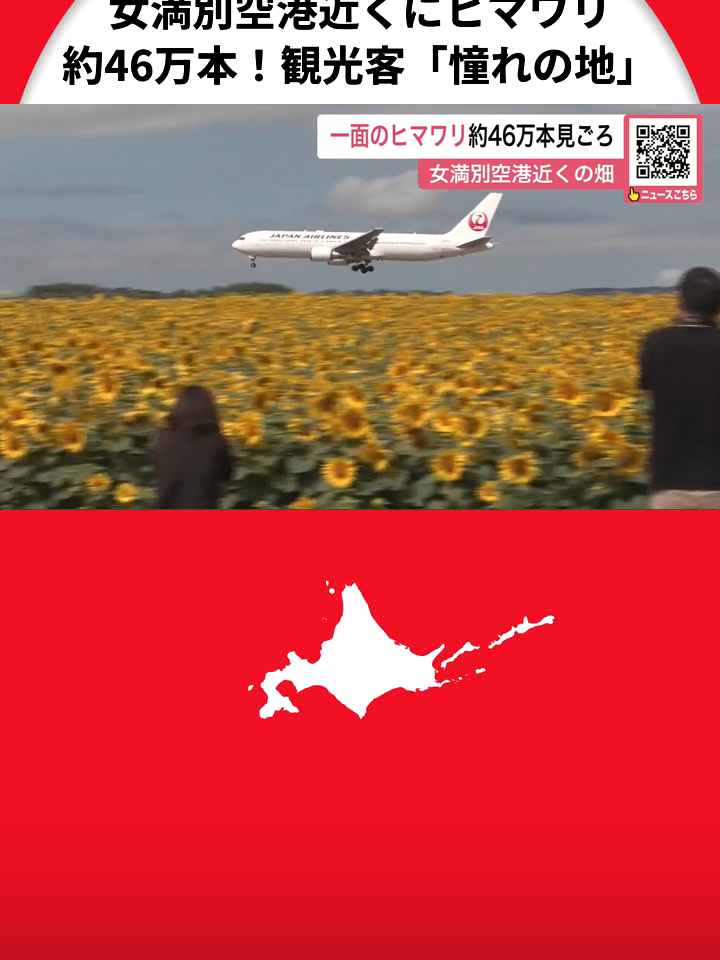 ＜青空と飛行機と共演＞女満別空港近くに…一面のヒマワリ約46万本！ 北海道外からも続々と観光客「憧れの地」 北海道大空町　#北海道#女満別空港#ヒマワリ畑#飛行機#tiktokでニュース