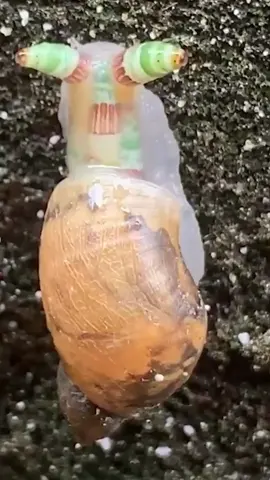 Caracol zombie infectado por Leucochloridium paradoxum. #AprendeEnTikTok #biology #biologia #zoo #animal #animals #animalsoftiktok #animales #caracol #parasitos #zombie #zombies #anime #chainsawman #f #fyp #foryou #foryoupage #fy #creepy #terror #CapCut 