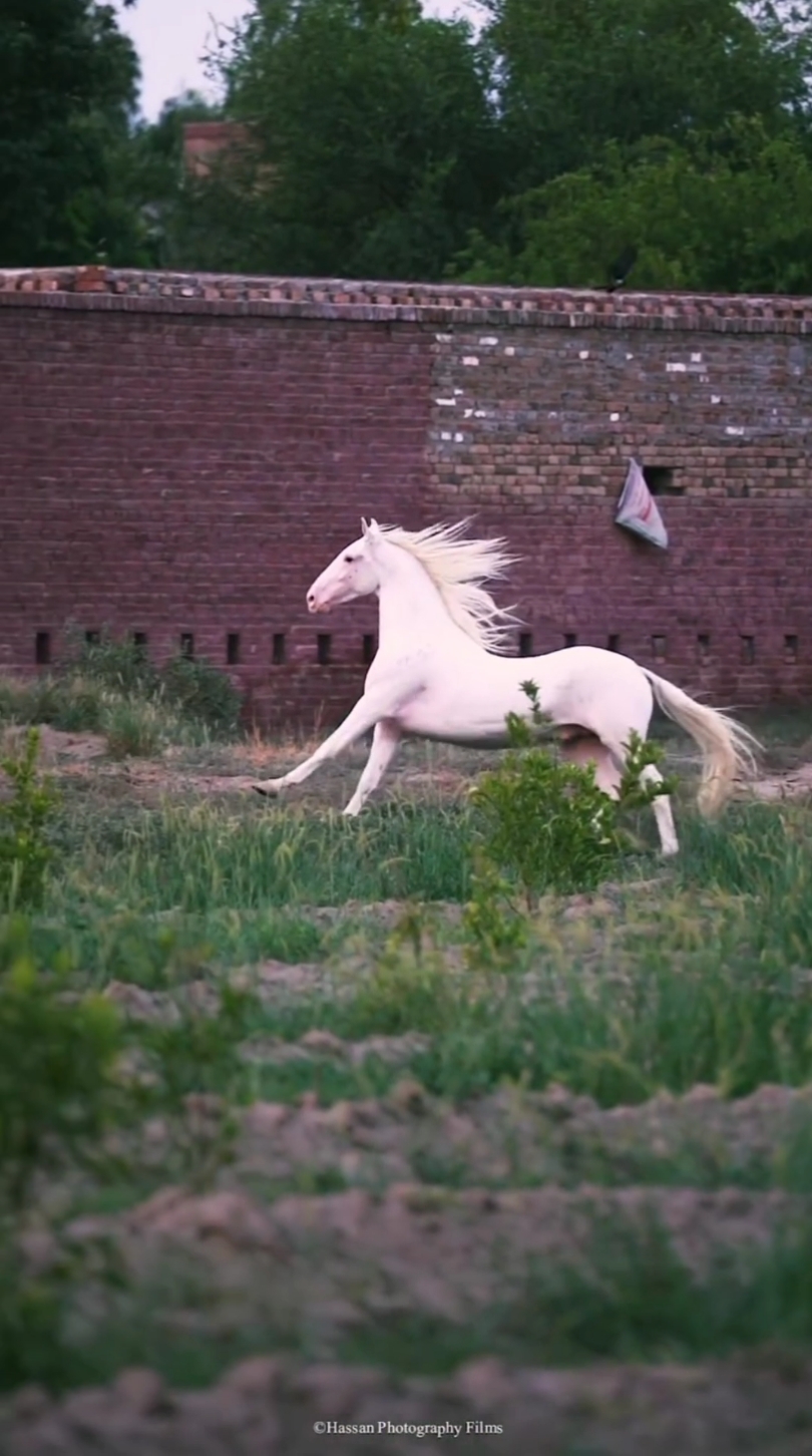 horse running #teamsultan #teamkhudayarmehdigujjar #horse #punjab #khan #gujjar #Love 