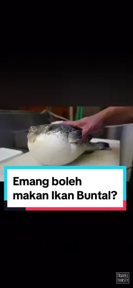 Makan ikan buntal di Jepang🐡 #ikanbuntal #pufferfish #japanesefood #fugu #kyotojapan #fyp #fypシ #gionkyoto 