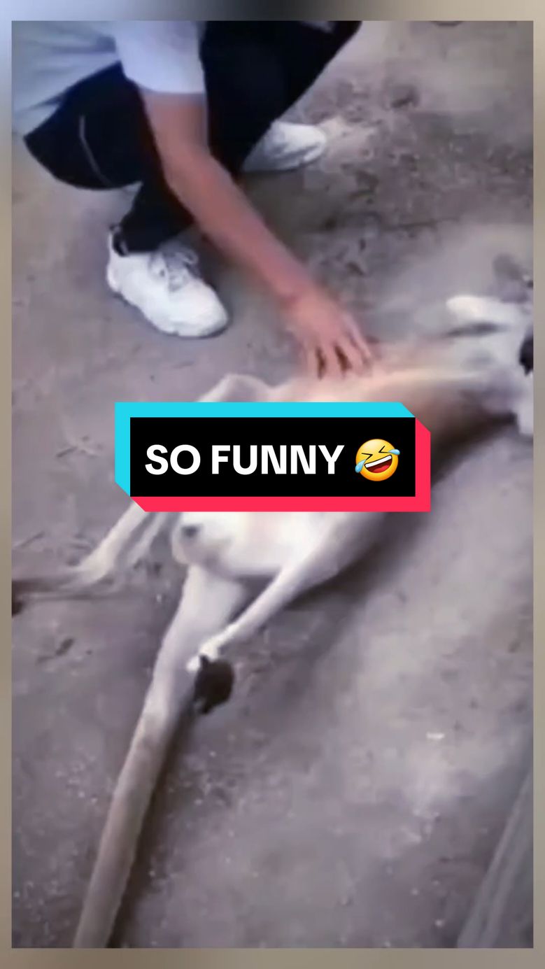 very funny animals 😄 😀 🤣  #animal #fun  #funny #viral  #viralfyp  #viralvideo  #comedia  #funnyvideos 