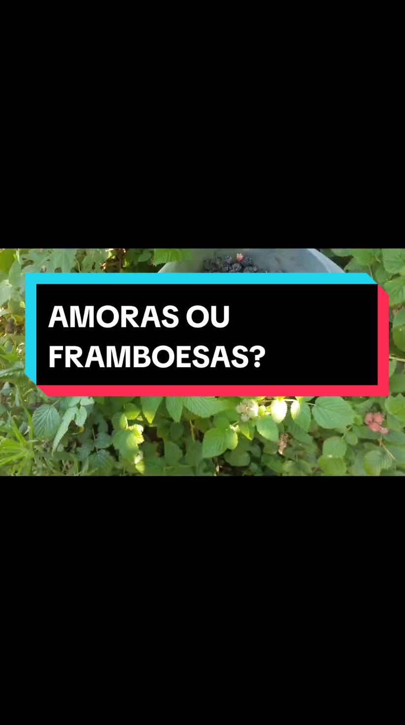 Das framboesas que a gente chamava de 