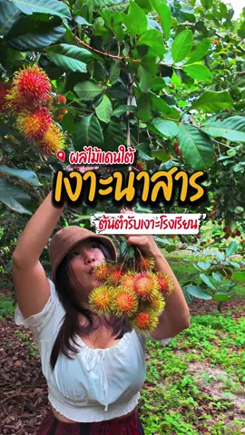 ต้นตำรับเงาะโรงเรียน #เงาะนาสาร #สุราษฎร์ธานี #สวนลุงนึง #amazingthailand #สุขทันทีที่เที่ยวภาคใต้ 