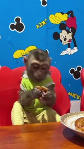 monkey tiny cutie 
 
 
 
 #littlemonkey #tinymonkey #sweetmonkey #Preciousmonkeybaby #lovelytinymonkey 
