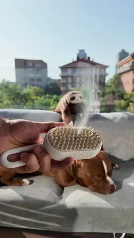 🛋️🐶