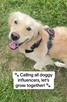 Lets grow our following together! 🐾  #dogpack #teamwork #Love #dogtrend #doghashtag #dogtrends #trenddog #hashtagdog #dogtrending #DogsofTikTok #fyp #dogsoftiktok 