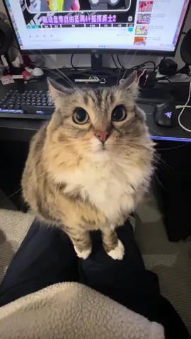 Engine is running! #catsoftiktok 