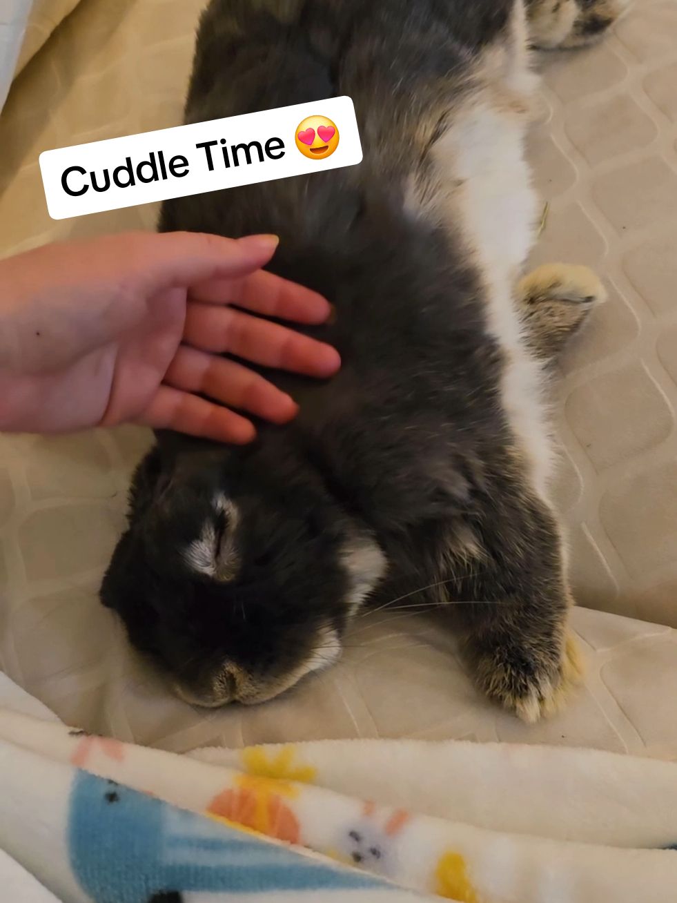 The best therapy is time spent cuddling your bunny 💗 #Love #pet #PetsOfTikTok #bunniesoftiktok #bunny #rabbit #cuddles #cute #sweet #sleeping #petting #cuddling #fluffy #adorable #cutie #fluffy 