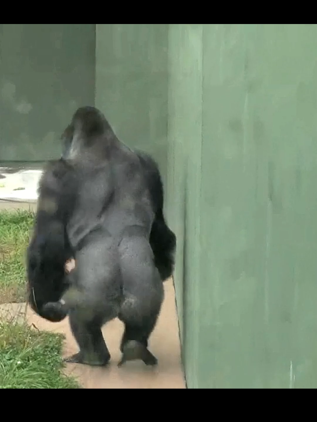 Silverback gorilla walking like human #gorilla #funnyvideos😂 #funnyanimals