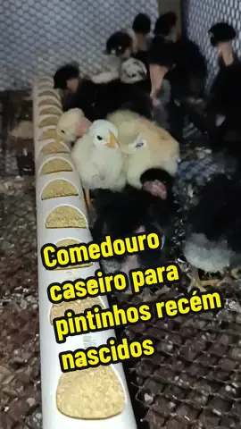 Comedouro para pintinho feito em casa com cano PVC 