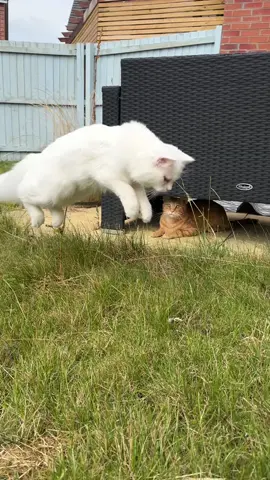 Little Pancake turns into an arctic fox after getting smacked by Donuts girlfriend… oh the drama 😱😂 #catsoftiktok #drama #jump #cutecat #kitten #smack #ohnoshedidnt #fyp 