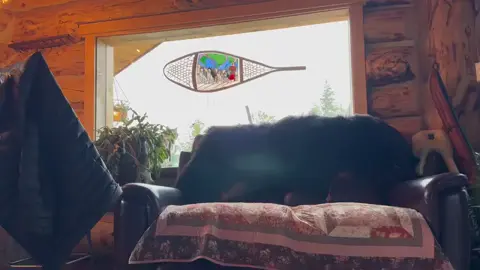 Alaska now  @Discovery @matt.raney    #HomesteadRescue #raneyranch #mistyraney #discoverychannel #musically #wonderful #mistyraneybilodeau #guitar #mattraney #alaska #now 