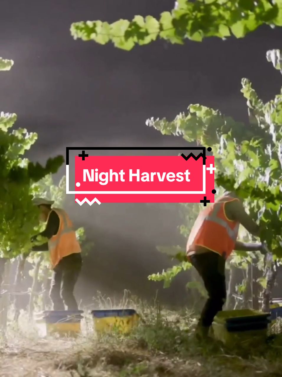 Night harvest around the world #thewinearound #harvest #grape #nightharvest #wini #agriculture 