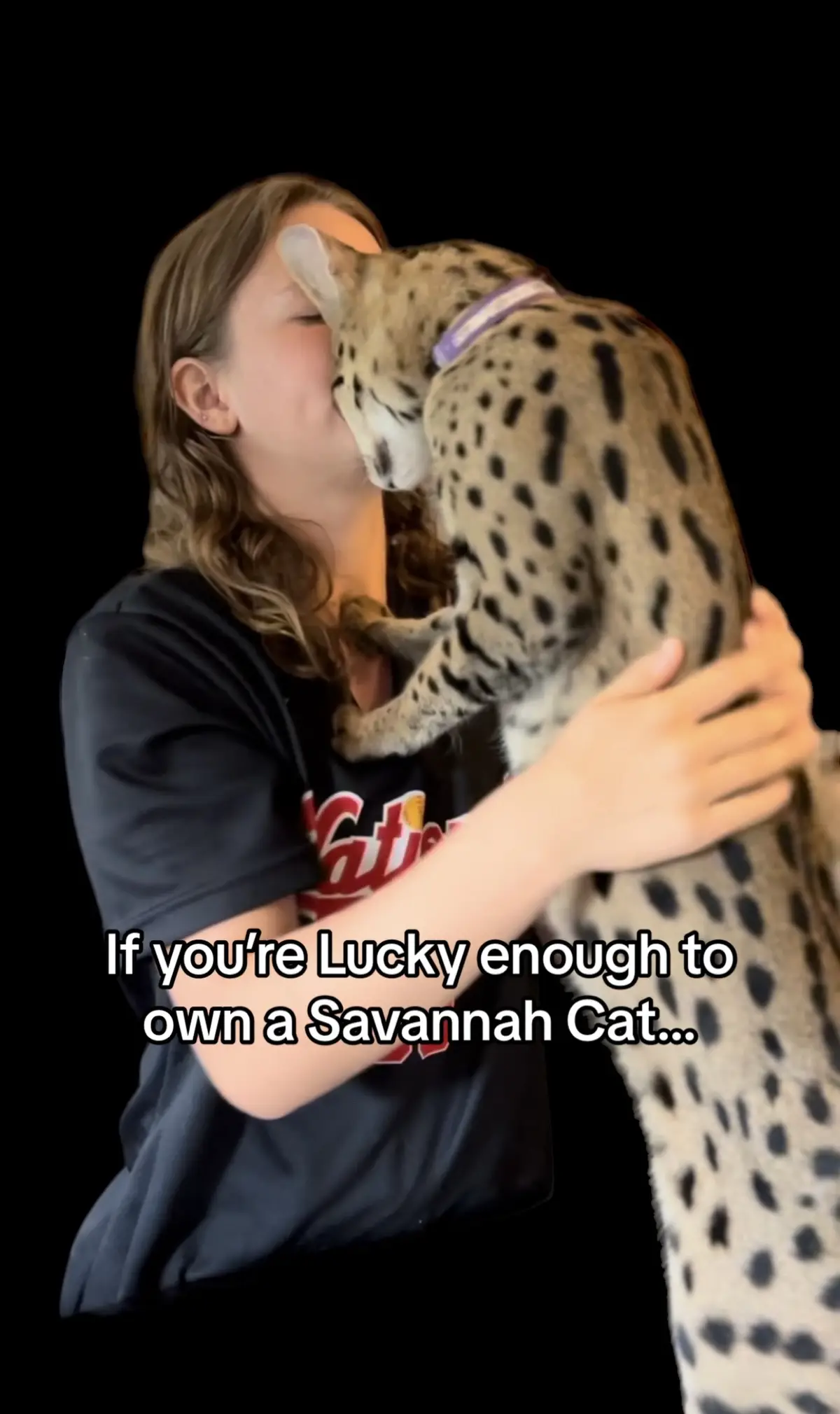 #kingsavannahs #savannahcatsoftiktok #bigcat #hugecat #catlover #savannahkitten #savannahcat #f1savannah 