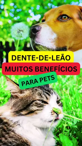 ✨Conheça os benefícios do dente-de-leão (Taraxacum officinale) para a saúde dos pets! 💖Curtiu o vídeo de hoje? Já salva e compartilha! . . . . . . . . . . . . . . . . . #dentedeleao #dentedeleão #dandelion #taraxacum #fitoterapia #detoxhepatico #detox #prebioticos #prebiotics #saudepet #saudeanimal #amopet #amopets #dicapet #dicaspet #cuidadopet #medvet #nutrologiaveterinaria #nutritivo #petfofo #mundopet #fy #herbsforpets 