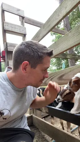 HOW ITS MADE! This is our secret recipe for baby goats! 145 days from now these girls should be in labor! #youcantunseeit #goats #babygoat #dairy 