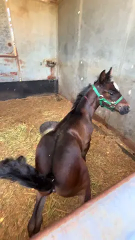 love this little gorl 🐎💨 #babyhorse #filly #funny #horsetok #horseslovers #karolghorse 