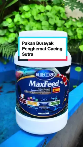 Aku pake ini jadi lebih hemat cacing sutra untuk pembesaran burayak @BlueCore Aquatic #BlueCore #MaxFeed #budidayaikan #pakanburayak #ikanlahap #ginanaquatic 