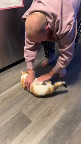 This is Marvin’s account but Louise (sister) wanted a chance in the spotlight. Enjoy this video of her being rolled! & tell her how cute she is! 🤪 #funnycat #cat #catsoftiktok #girlcat #calicocat 
