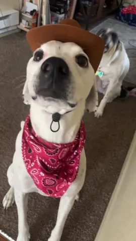 #dalmationmix #cowboy #western #cowboycostume #dogsoftiktok #dogcostume #trending 