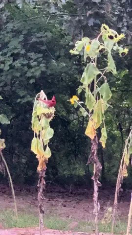 When Cardinals Appear! 🥰#garden #gardening #homestead #homesteading #homesteadlife #flowertok #sunflower #sunflowers #cardinal #cardinals #countrylife #southern #fypシ゚viral #arkansas #evening #birds #birdsoftiktok 