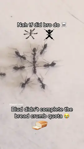 What did he do ☠️ #bepizman #goofyahh #ants #insects #nature #donpollo #memes 