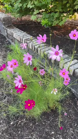 Dancing Cosmos 🌸 and a fuzzy bumblebee 🐝. A warm evening in Portland, Oregon, enjoying my flower garden 🩷 #garden #gardening #zone8b #portland #portlandoregon #minivlog #pdx