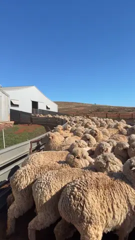 We found a Mexican 🐐  Standard work shenaningans, sheep didnt want to run, gate come unlatched… BUT there was a cute goat ✨ #workdog #shakobekelpies #kelpie #sheepdog #wildgoat 