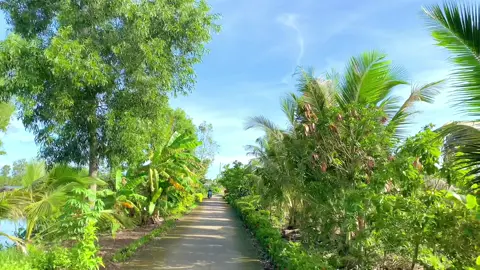 Cầu cái sắn vàm nha#CapCut #camau #69d1 #hene2508 #thoibinhcamau #caucaisan 