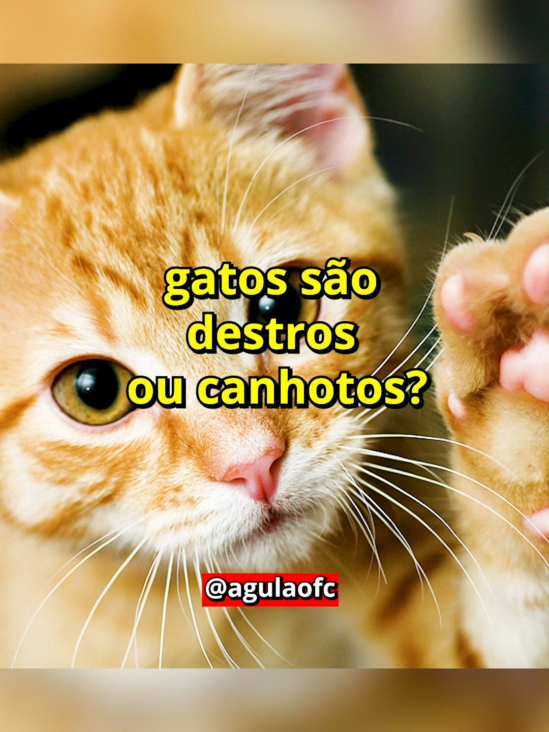 ASSIM COMO HUMANOS, GATOS SÃO DESTROS OU CANHOTOS?