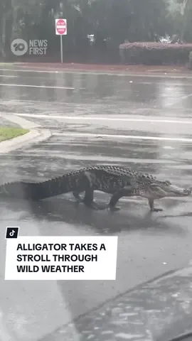 An alligator has been captured taking a stroll through the streets of Hilton Head Island in South Carolina as Tropical Storm Debbie sweeps across the US. The prehistoric beast was spotted by a motorist taking a casual stroll across a suburban street, begging the question: Why did the alligator cross the road? #alligator #hurricanedebby #storm #hurricane #southcarolina #10newsfirst 