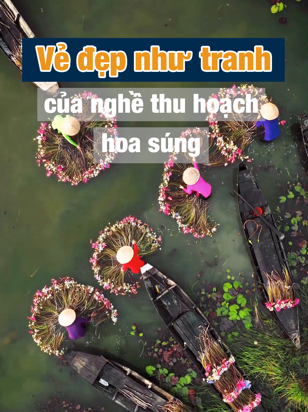 Vẻ đẹp mùa thu hoạch hoa súng miền Tây #hoasung #mientay #khampha #xuhuong