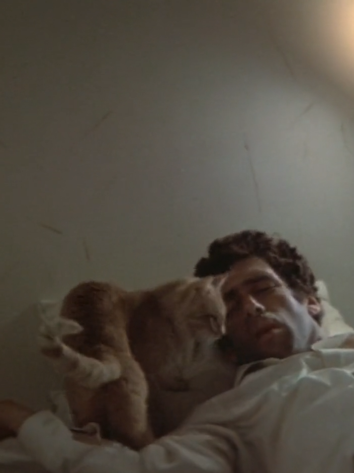 i am him #philipmarlowe #thelonggoodbye #70s #taxidriver #elliottgould #niche #corecore #cozy #cinema #moviescenes🎬 #edit #cat #robertdeniro #noir #film #cool #fyppppppppppppppppppppppp #fy #chetbaker #jazz 