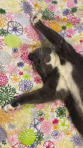 Fatto serata belo!? 🤣