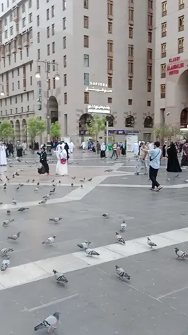 المدينه المنوره  المسجد النبوبي الشريف  مديح سوداني  #المدينه_المنوره_الان #المملكه_العربيه_السعوديه🇸🇦 #مكه_المكرمه_المملكه_العربيه_السعوديه 