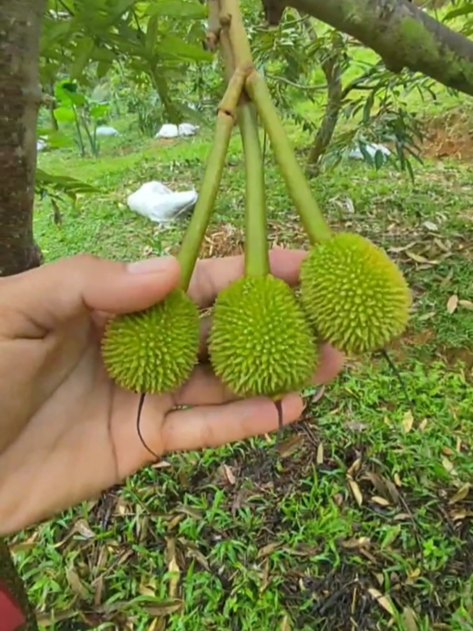 #CapCut #durian #petaniindonesia🇮🇩🇮🇩🇮🇩🌿🌿 #durihitam 