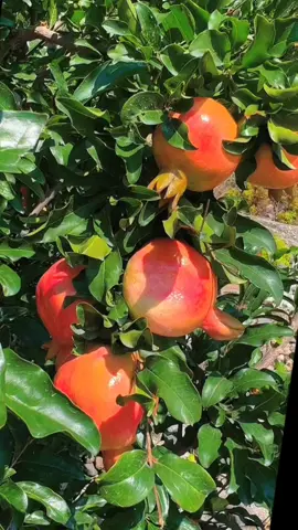 kebun buah delima #kebunbuah #bibitbuah #viralvideo 