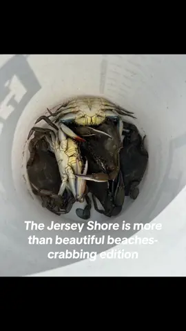 #crabbing #njcrabbing #jerseyshorecrabbing #barnegatbay #jerseyshore 