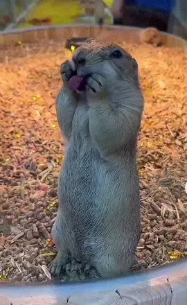 Luna wants a second husbsnd #prairiedog #mood #cute #animalsoftiktok #livingmybestlife #tongue #wildlife #animals #nature #wild #exotic #pets #motivation #happy #viral #pet #funny 
