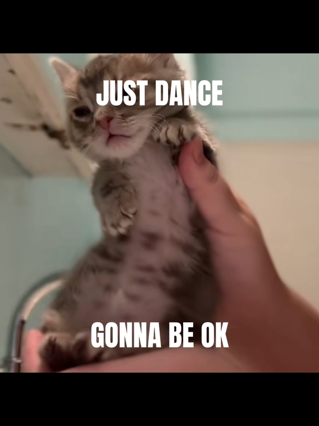 JUST DANCE 🗣🗣🗣🔥🔥🔥🕺🕺🕺 #cat #cats #catcore #hopecore #pinkcore #sillycat #justdance #ladygaga #fy #fyp #foryou 