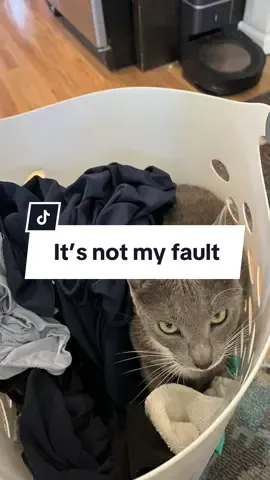 #itsnotmyfault #notnormal #greycat #greycatsoftiktok #funnycats #positivevibesonly #simplymore #CapCut 
