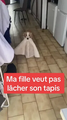 Elle trimballe ça comme son oreiller mdr 😂 #chien #animaux #animaux_rigolos #animauxdrôles #chiensurtiktok #chiendrole