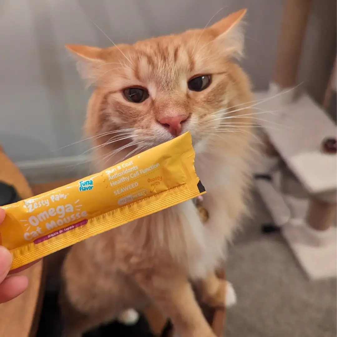 Happy International Cat Day! 🐱🧡 #CatDay #ZestyPaws #CatMom #CatLover #PetParent #CatTips #InternationalCatDay #catsoftiktok #cats #catphoto 