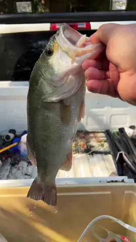 Cooking largemouth bass #fyp #catchcleanandcook #beardedfisherman #fishingmaster #befishingmaster 