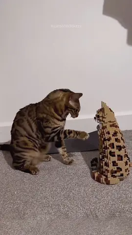 The end 🤣 episode 346 #funnyvideos #funnycat #funnypets #funnyanimals #cat #pet #animals #fyp #foryou #funny 