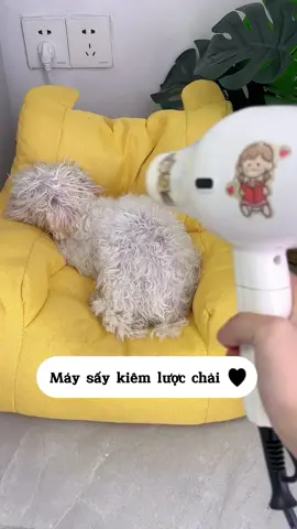 Máy sấy kiêm lược chải giúp Sen chăm sóc lông bé tốt hơn sau khi tắm 🐶 #maysaykiemluocchailong #maysaylongthucung #maysaylongchomeo #maysaylongcho #cunyeu #fyp #dog #pet #cute #thucung #poodle #bunquystoc 