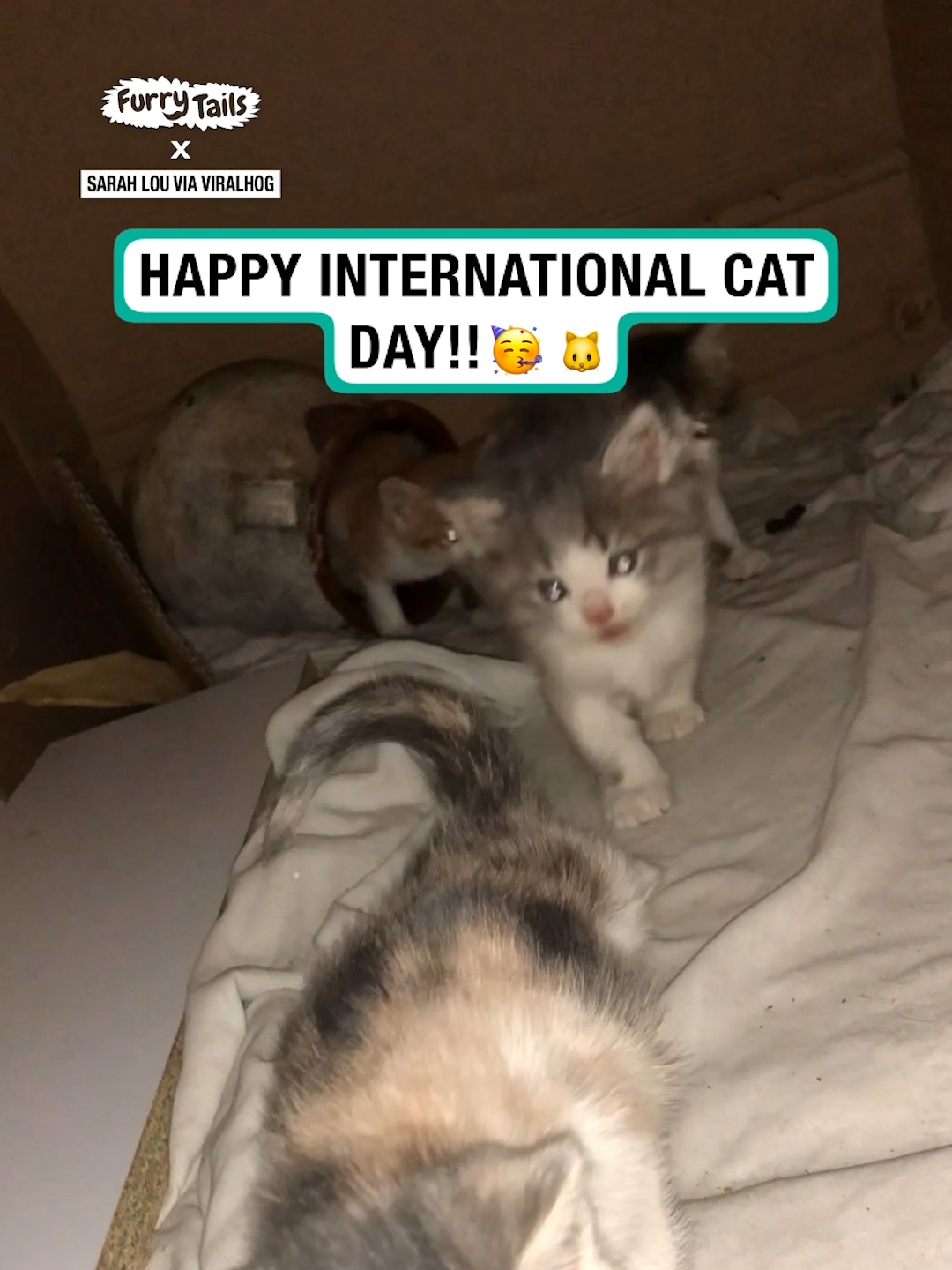 Happy international cat day!! 🎉 🐱 🎥: Viralhog #furrytails #catsoftiktok #cat #internationalcatday #kitten #kittensoftiktok #cute #adorable #fyp #viral #celebrate