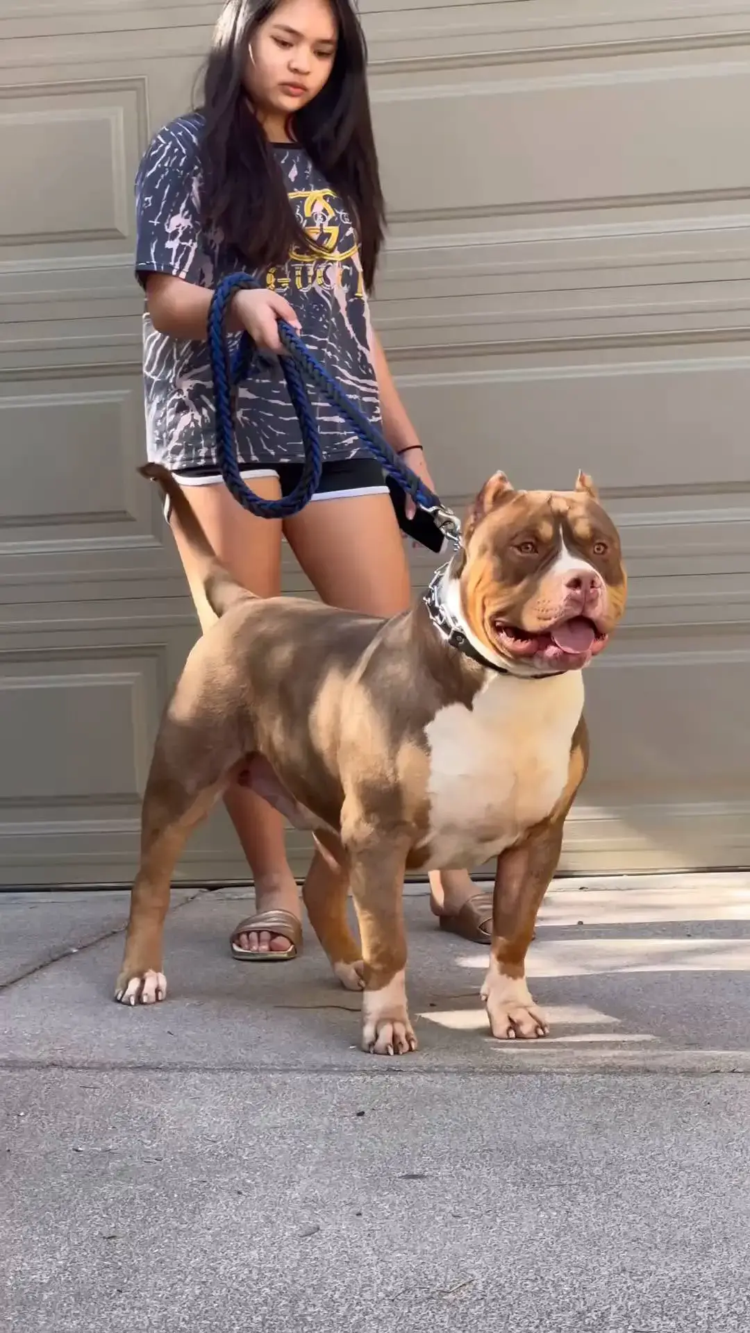 Trending #trend #trending #viral #puppy #puppies #puppiesofinstagram #dog #dogs #dogsofinstagram #doglovers #doglover #xlbully #chimeraxlbullies #xlpitbull #xlbullies #bullybreed #bullylove #bullyworld #bullyworldwide #bullyinstagram