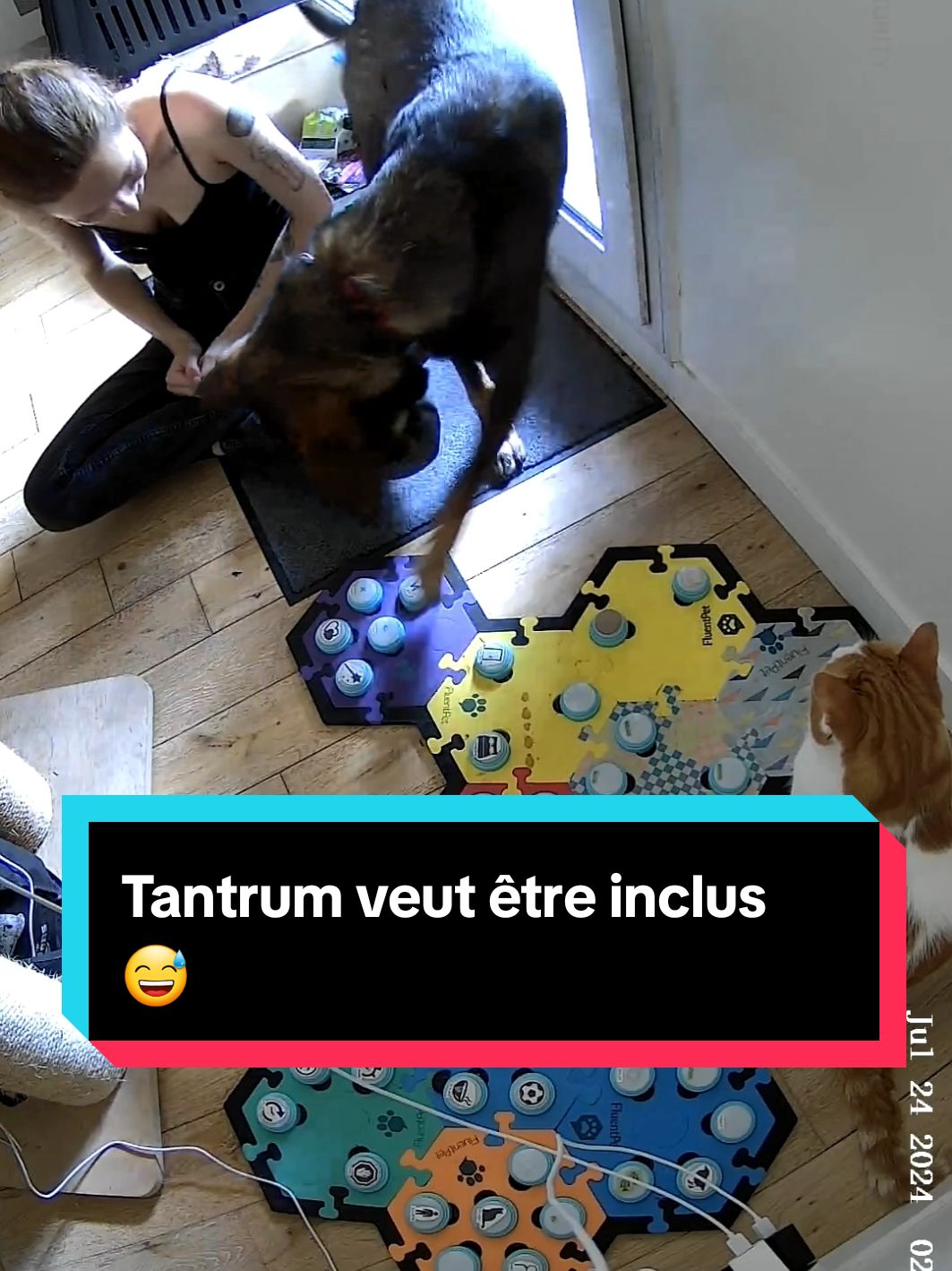 (sur le coup j'ai dit qu'il savait probablement pas sur quoi il appuyait mais peut-être que je le sous-estime, il nous voit quand même le modéliser je pense!) #boutonsdecommunication #buzzerparlant #fluentpet #animalquiappuiesurdesbuzzers 